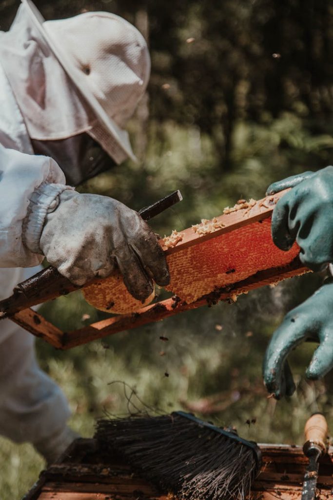 Two beekeepers working outdoors, extracting honeycomb from a beehive in sunlight.