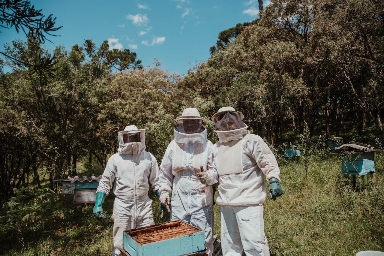 Three beekeepers in protective gear tending hives in a sunny forest apiary.